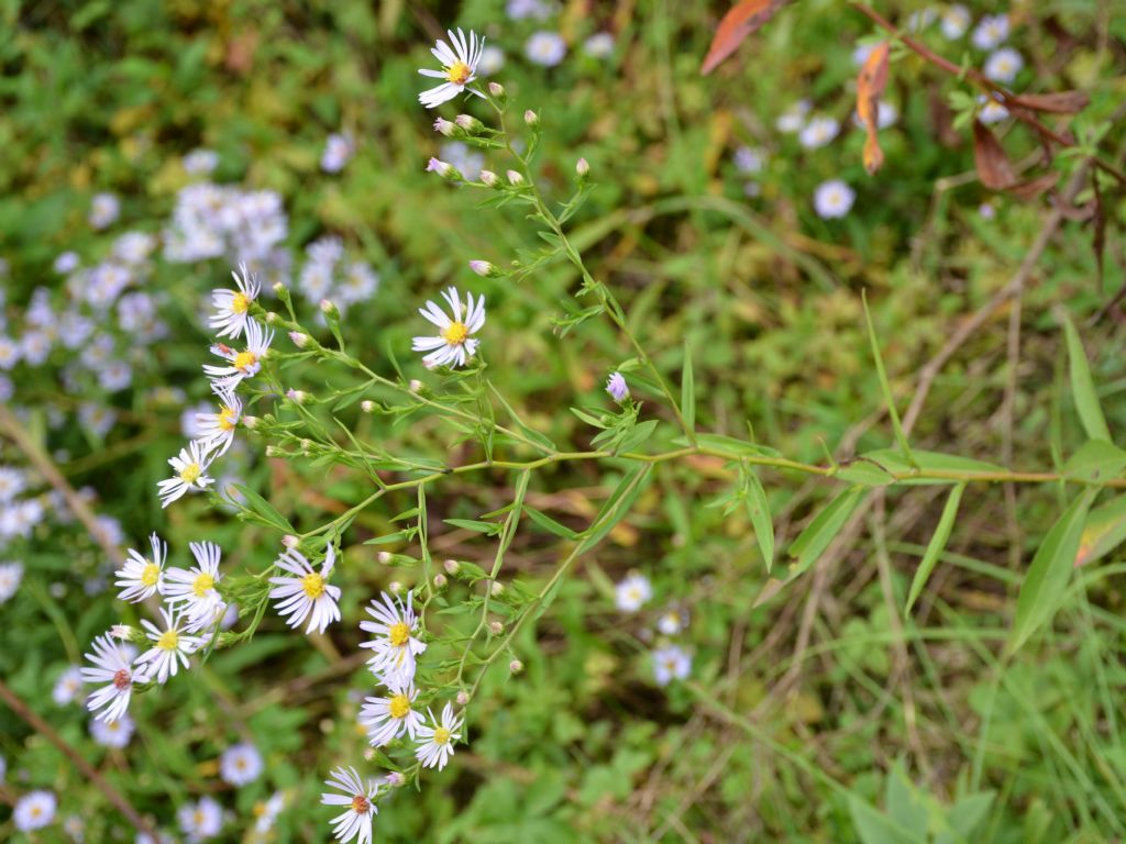 Symphyotrichum salignum ?